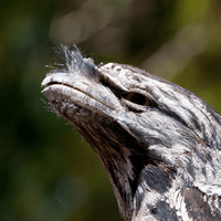 Frogmouth