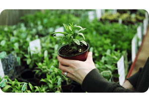 Fuchsia plant