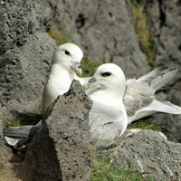 Fulmar 1