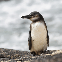 Galapagos Penguin