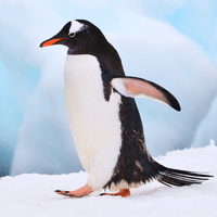 Gentoo Penguin