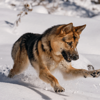 German Shepherd