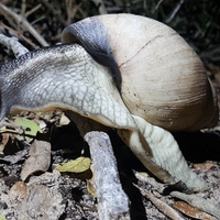 Giant African Land Snail