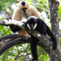 Gibbon