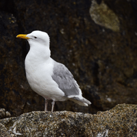 Glaucous winged Gull