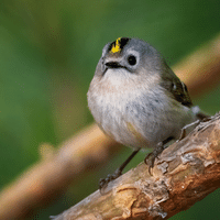 Goldcrest