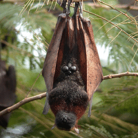 Golden Crowned Flying Fox