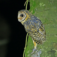 Golden Masked Owl