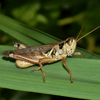 Grasshopper