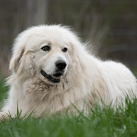 Great Pyrenees