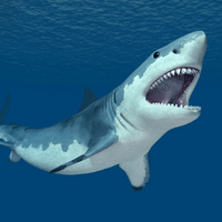 Great White Shark