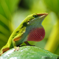 Green Anole