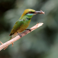 Green Bee Eater