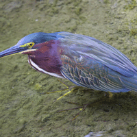 Green Heron