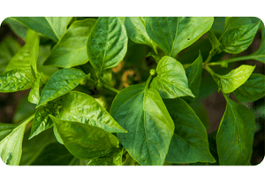 Green Pepper plant