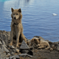 Greenland Dog