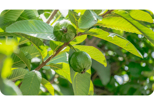 Guava plant
