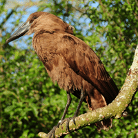 Hamerkop Bird