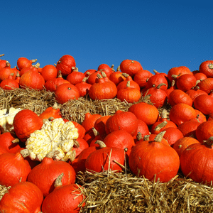 Hokkaido Pumpkin