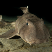 Horn Shark