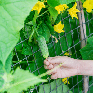 Hothouse Cucumbers