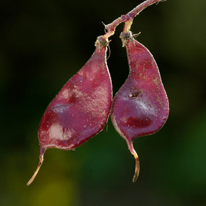 Hyacinth Beans