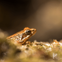 Iberian Frog