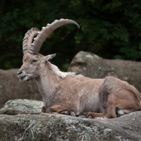 Ibex