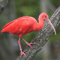 Ibis