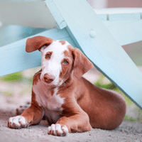 Ibizan Hound