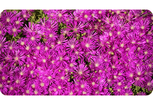 Ice Plant