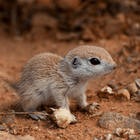 Idaho Ground Squirrel