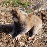 Idaho Pocket Gopher