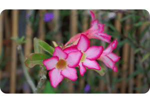 Impala Lily Plant