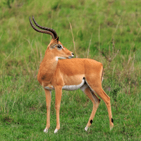 Impala