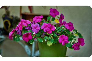 Impatiens plant