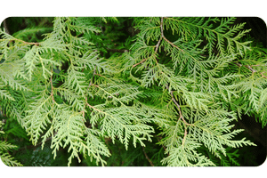 Incense Cedar plant