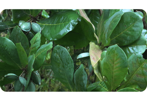 Indian Almond plant