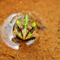 Indian Bullfrog