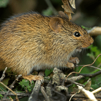 Indian Bush Rat