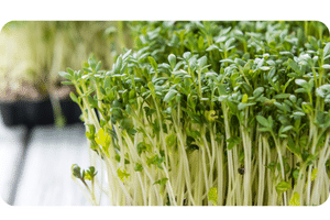 Indian Cress Plant