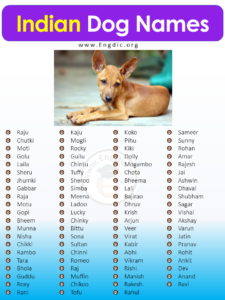 400+ Cute Indian Dog Names (Male, Female, Pups) - EngDic