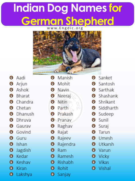 400+ Cute Indian Dog Names (Male, Female, Pups) - EngDic