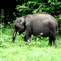 Indian Elephant