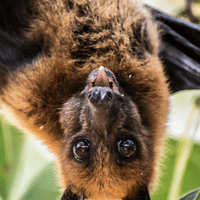 Indian Flying Fox