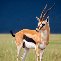 Indian Gazelle