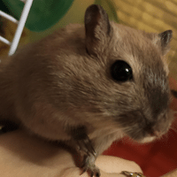 Indian Gerbil