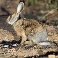 Indian Hare