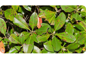 Indian Hawthorn plant