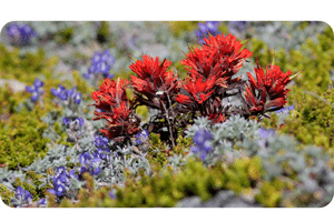 Indian Paintbrush Plant